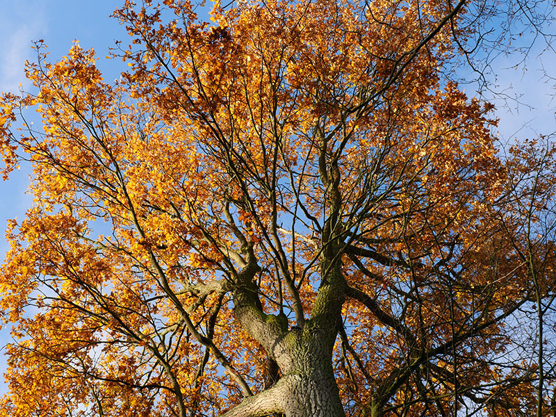 enclos du vieil acacia...