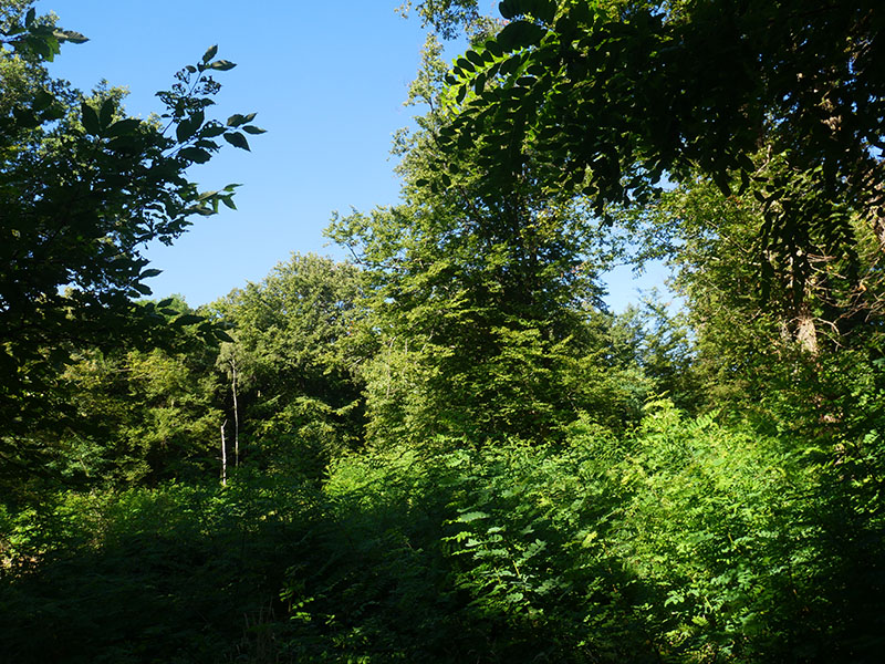 à l'nclos du vieil acacia...