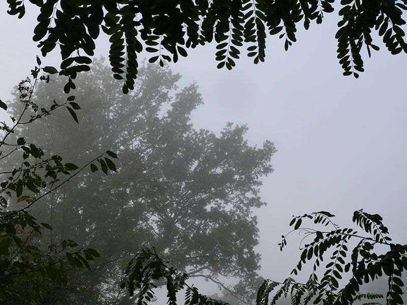 enclos du vieil acacia