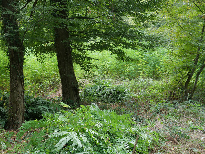 enclos du vieil acacia