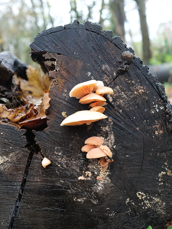 Flammulina velutipes