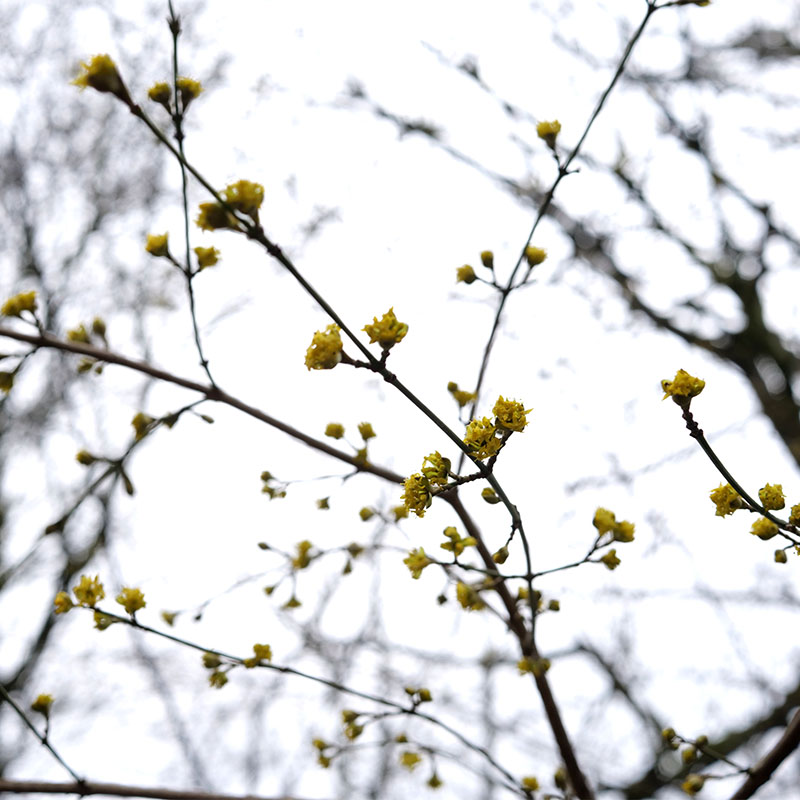 jaune...