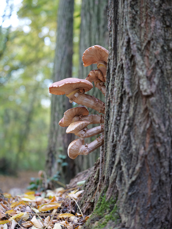 brindilles... brindilles...